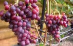 Сорт винограда «Краса Никополя»