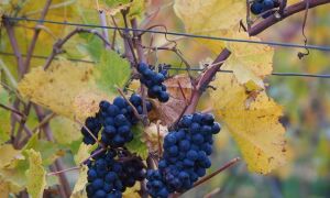 Чем, когда и как обрабатывать виноград осенью перед укрытием на зиму