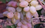 Сорт винограда «Авраам» описание с фото и видео