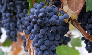 Описание сорта винограда «Саперави»