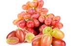 Сорт винограда «Преображение», описание, фото, видео