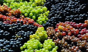 Самые лучшие и продаваемые сорта винограда 2017 года
