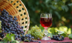 Можно ли сделать виноградное вино из плохого  (плесневелого) винограда, и что делать, если в вине появилась плесень