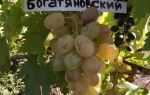 Сорт винограда «Богатяновский», описание, фото и видео