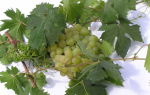 Сорт винограда «Алешенькин», описание с фото и видео