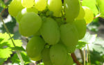 Виноград «Белый великан», описание сорта с фото и видео