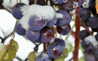 Неукрывные сорта винограда для подмосковья. Описание, особенности