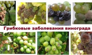 Гнили винограда: основные виды, методы лечения
