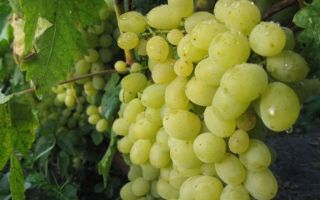 Описание сорта винограда «Восторг» с фото и видео