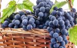 Вино из винограда «Молдова»