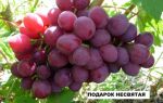 Сорт винограда «Подарок Несветая» описание и фото