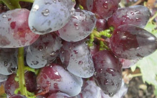 Сорт винограда «Красотка», его описание и фото