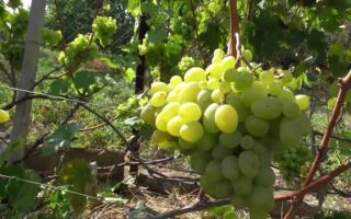Сорт винограда «Подарок Запорожью», описание, фото и видео