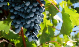 Сорт винограда «Молдова», описание с фото и видео