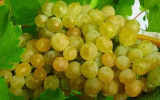 Описание сорта винограда «Кристалл» с фото