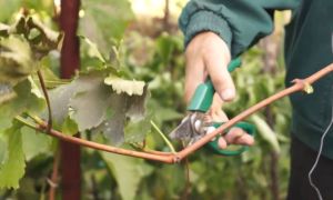 Как правильно выбрать ,нарезать и хранить черенки винограда до весны