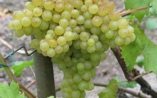 Описание сорта винограда «Бессемянный гибрид VI-4» с фото и видео