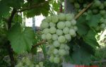 Сорт винограда «Белое чудо», описание и фото