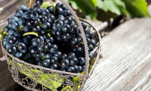 Черный виноград. Польза и вред для организма