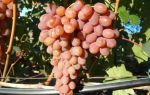 Сорт винограда «Румба» описание и фото