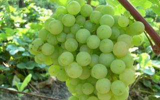 Виноград «Супага», описание сорта и фото