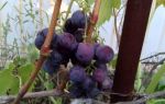Сорт винограда «Раджа», описание и фото