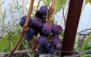 Сорт винограда «Раджа», описание и фото