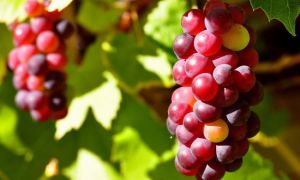 Польза красного и розового винограда