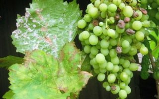 Болезни и вредители винограда: общая характеристика с фото, меры борьбы