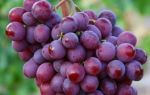 Описание сорта винограда «Спринтер» с фото и видео