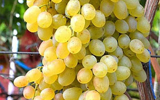 Описание сорта винограда «Кишмиш ЛоРус» с фото и видео