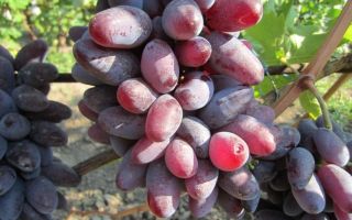 Виноград сорта «Байконур», его описание с фото и видео