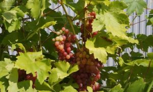 Сорт винограда «Кишмиш Лучистый» описание с фото