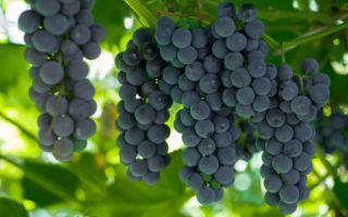 Описание сора винограда «Альфа» с фото и видео