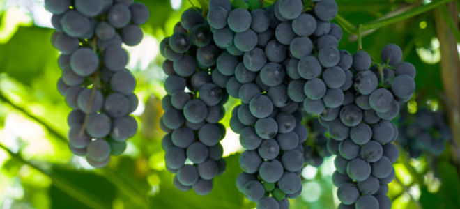 Описание сора винограда «Альфа» с фото и видео