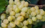 Сорт винограда «Благовест», описание и фото