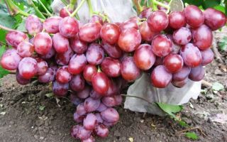 Описание сорта винограда «Фавор» с фото и видео