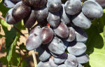 Сорт винограда «Хаджи Мурат», описание и фото
