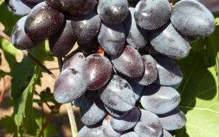 Сорт винограда «Хаджи Мурат», описание и фото