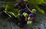 Можно ли делать вино из недозревшего винограда