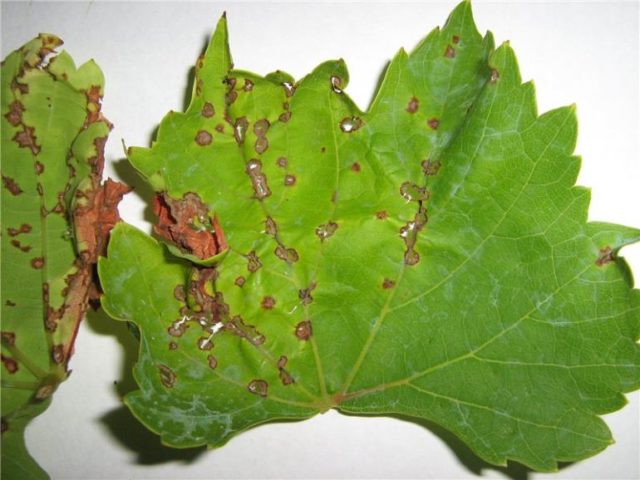 лист винограда больной