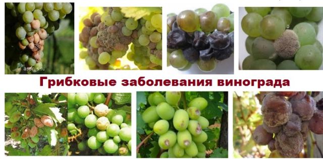 заболевания винограда