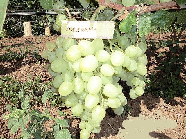 виноград гроздь
