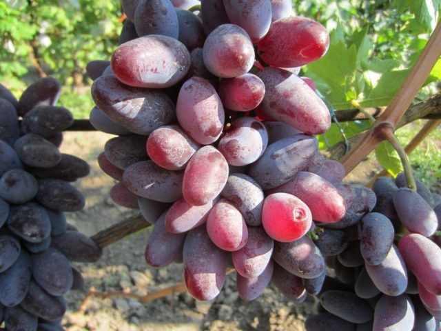 виноград Байконур