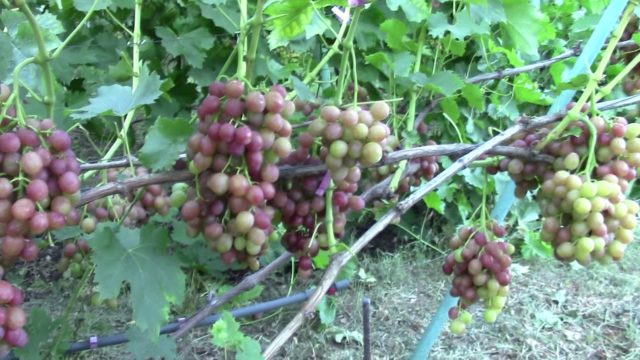 лоза виноград