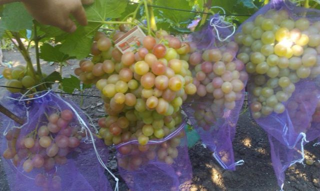 гроздья винограда