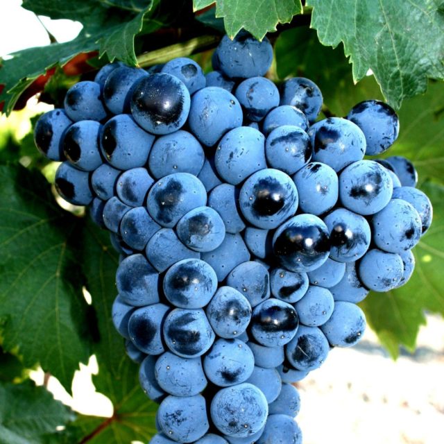гроздь синего винограда