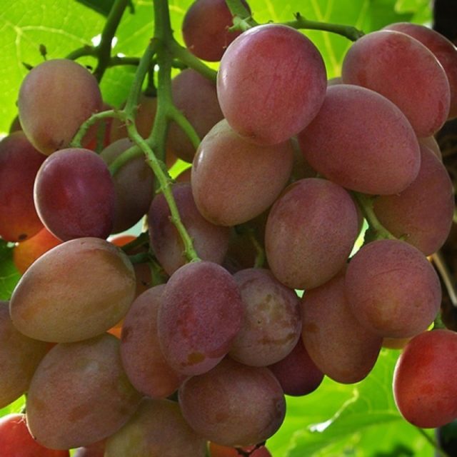 красный виноград