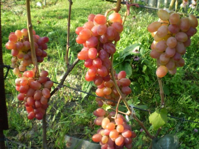 лоза виноград