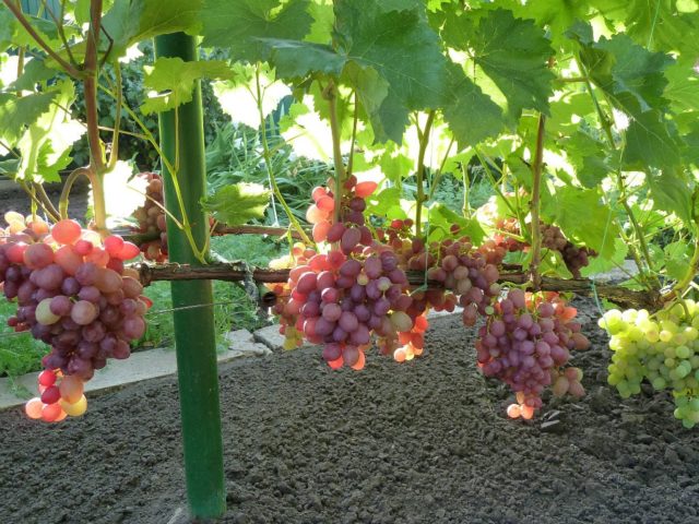 лоза винограда